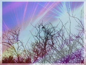 Chatter of the birds