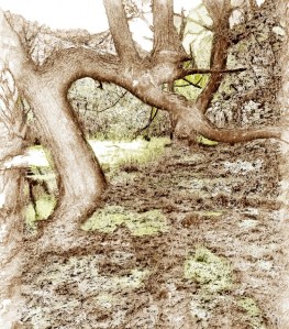 The Mishapen Tree III