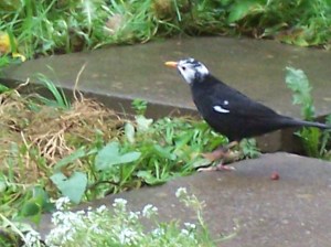 Back Garden Blackbird 3
