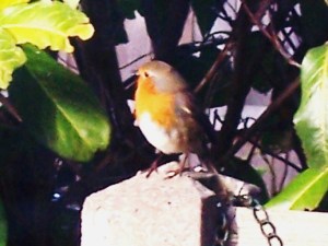 Back Garden Treasures 004