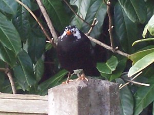 Spring In Shropshire 004t