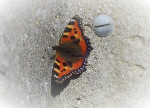 From Easyshare canera 009 (2)