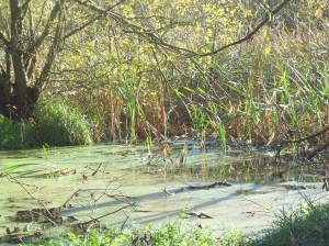 Monday morning walk 021