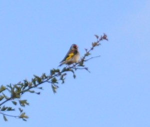 Goldfinch