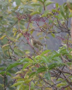 ChiffChafff